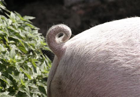 cochon en anglais|queue de cochon.